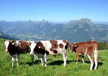 LE GRUYÈRE ALPAGE AOP - Gourmino